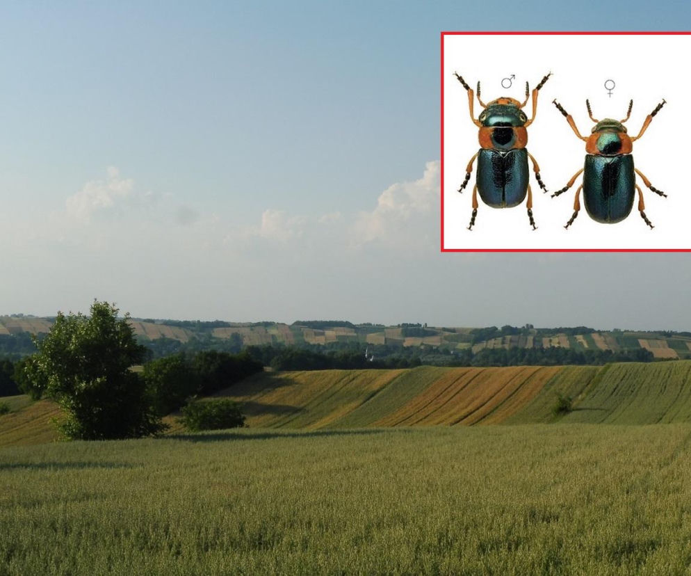 Ten chrząszcz to prawdziwy skarb Małopolski! Znalazł się pod specjalną ochroną