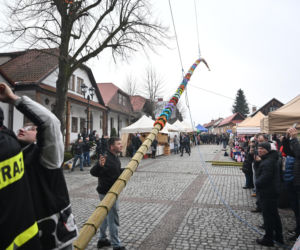 35 metrów i 80 centymetrów liczy palma, która zwyciężyła tegoroczny konkurs palm w Lipnicy Murowanej