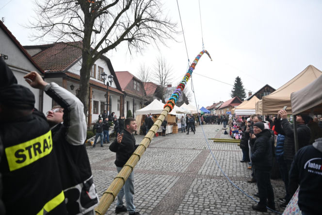 35 metrów i 80 centymetrów liczy palma, która zwyciężyła tegoroczny konkurs palm w Lipnicy Murowanej