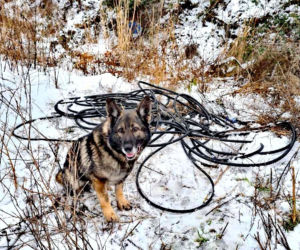 Karzeł ma nosa! Czworonożny policjant na tropie skradzionych kabli