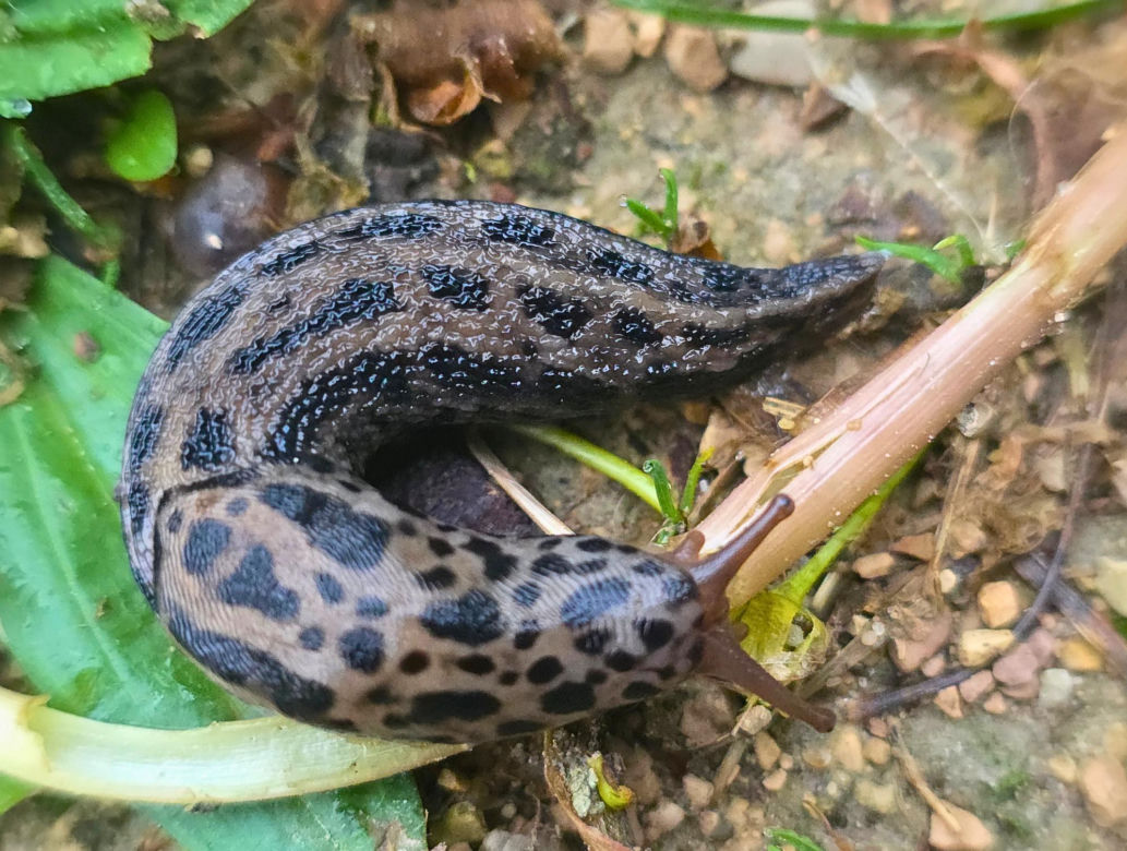 Pomrów wielki (Limax maximus)