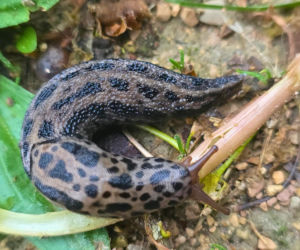 Pomrów wielki (Limax maximus)