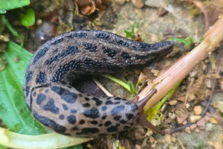Pomrów wielki (Limax maximus)