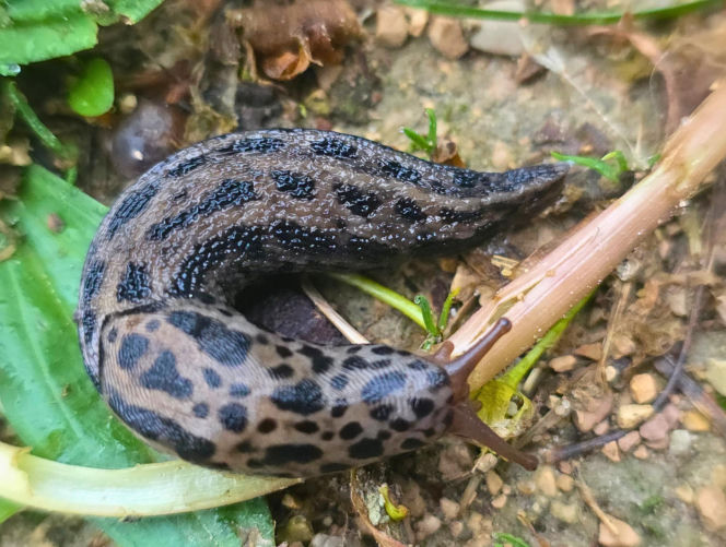 Pomrów wielki (Limax maximus)
