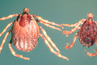 Kleszcze Hyalomma w Polsce. „Biegną w stronę człowieka” - nowe zagrożenie w 2026 roku