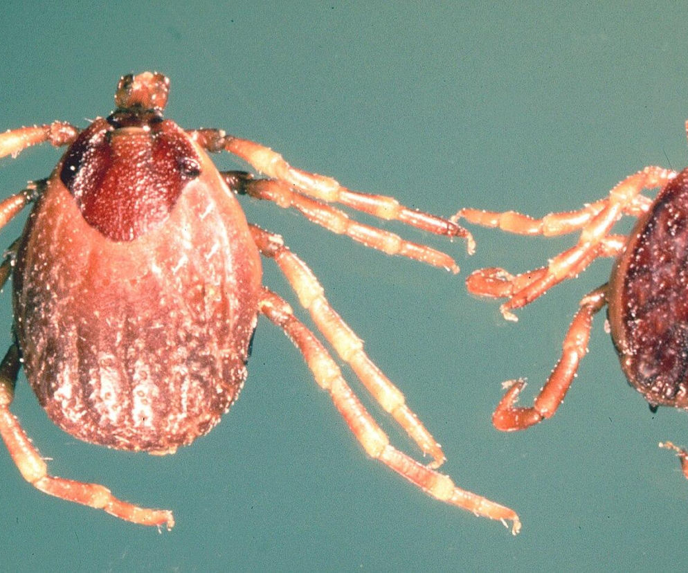 Dwa kleszcze Hyalomma, jeden większy i jaśniejszy, drugi mniejszy i ciemniejszy, o charakterystycznych prążkowanych odnóżach. Ten gatunek biegnie w stronę człowieka, o czym przeczytasz więcej na Poradnik Zdrowie.