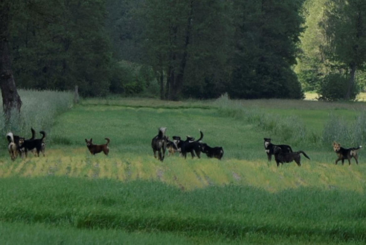 Sfora psów pogryzła 18-latkę pod Łaskiem. Ich właściciel nie przyznaje się do winy [ZDJĘCIA]. 