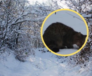 Tajemniczy drapieżnik przyłapany w Bieszczadach. Spotkać to zwierzę to jak wygrać na loterii 