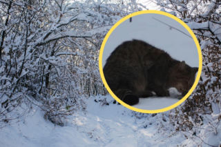 Tajemniczy drapieżnik przyłapany w Bieszczadach. Spotkać to zwierzę to jak wygrać na loterii 