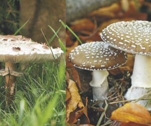Poradnik grzybiarza