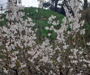 Wiosna budzi się w Arboretum w Bolestraszycach