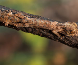 Gekony Henkela we wrocławskim zoo
