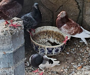 Dramat zwierząt w mini ZOO w Kałkowie