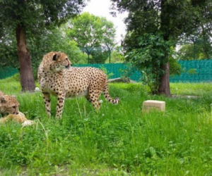 Poziom słodkości przekroczony! Małe gepardy z Chorzowa świetnie się bawią