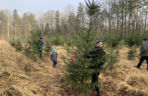 Choinkobranie w Lasach Państwowych. Tu pachnące choinki kupisz za grosze