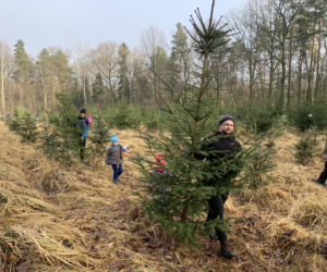 Choinkobranie w Lasach Państwowych. Tu pachnące choinki kupisz za grosze