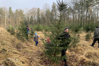 Choinkobranie w Lasach Państwowych. Tu pachnące choinki kupisz za grosze