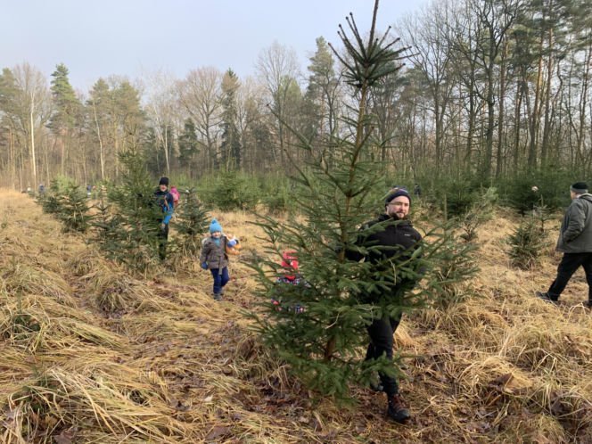 Choinkobranie w Lasach Państwowych. Tu pachnące choinki kupisz za grosze