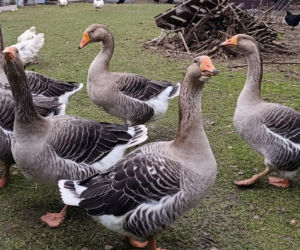 Półroczna Lusia udusiła się w paczce