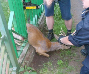 Sarna uwolniona dzięki... podnośnikowi samochodowemu