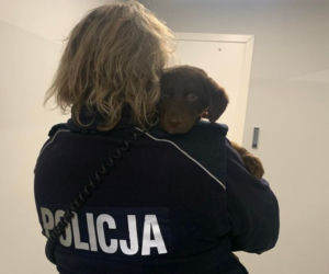 Słupsk: Poli zgubiła się na ulicy. Policja poszukuje właściciela psa