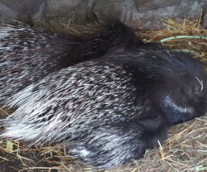 We wrocławskim zoo urodziły się jeżozwierze indyjskie