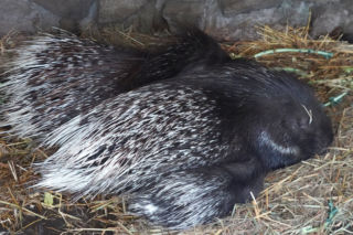 Gdy dorosną, ich włosy staną się bronią. Widzieliście już nowych mieszkańców zoo?