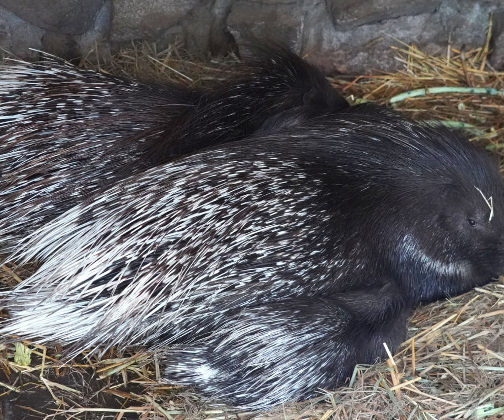 We wrocławskim zoo urodziły się jeżozwierze indyjskie