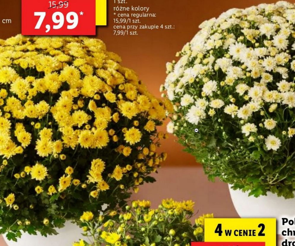 Chryzantemy