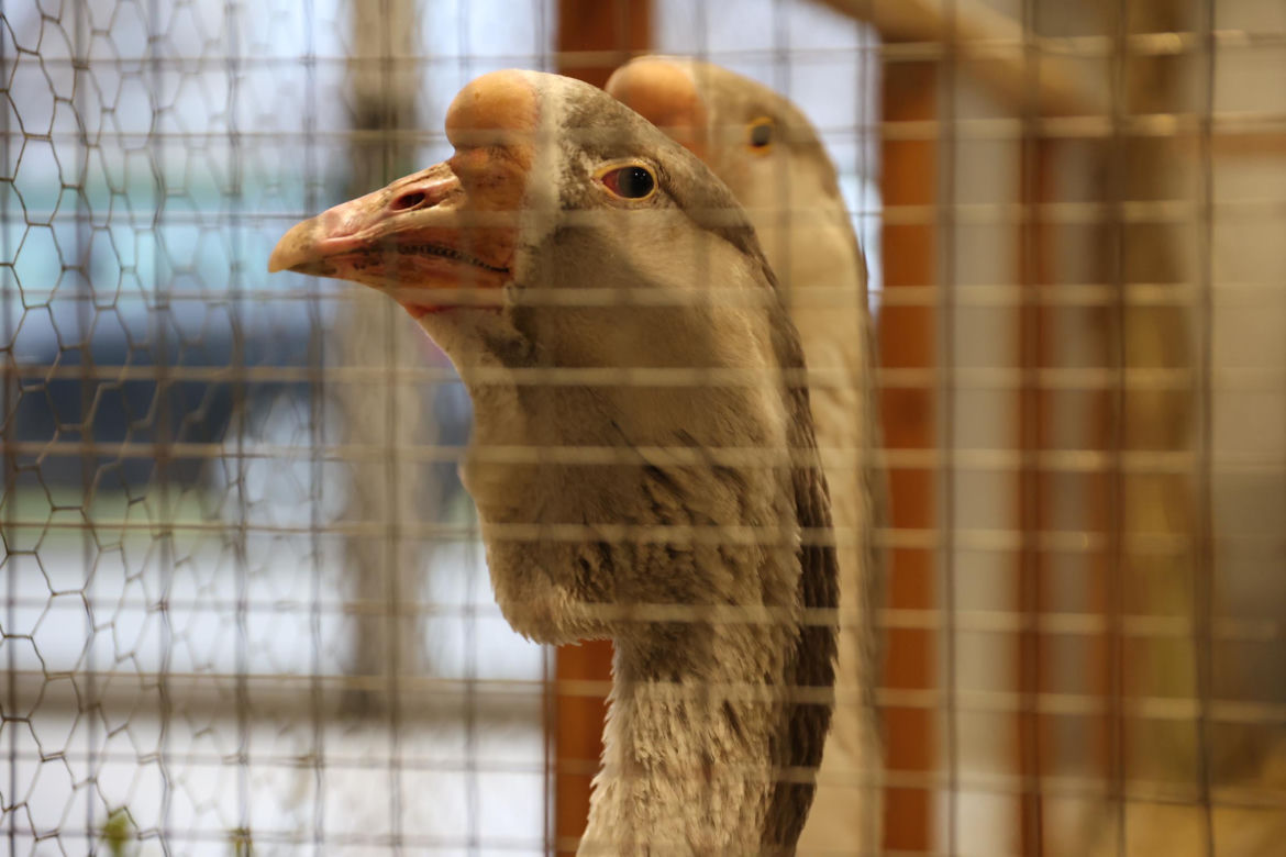 Zoopark 2024 w Lublinie. Można podziwiać wiele gatunków zwierząt