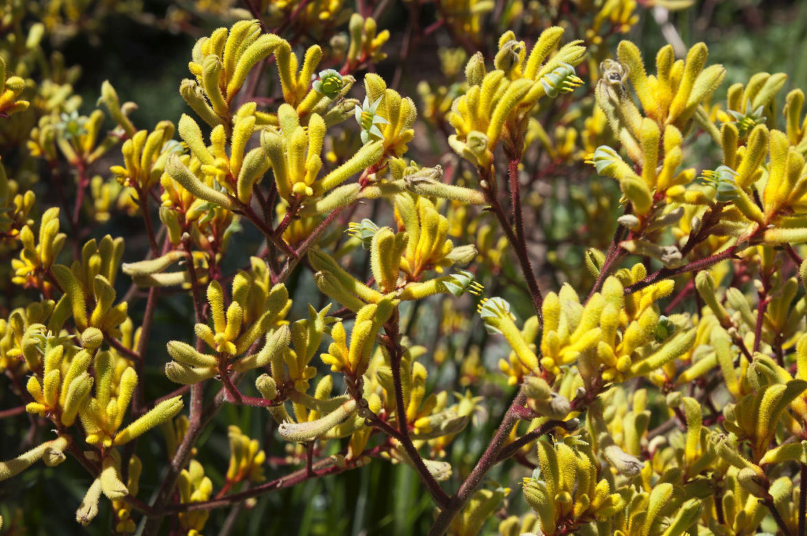 Anigozanthos