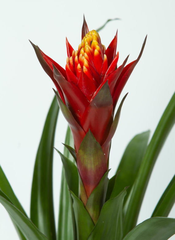 Guzmania