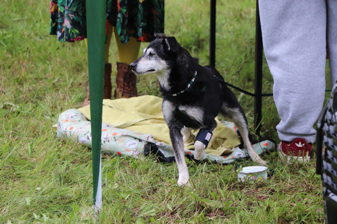 XIII Piknik Przyjaciół Schroniska w Toruniu. Fotorelacja z imprezy