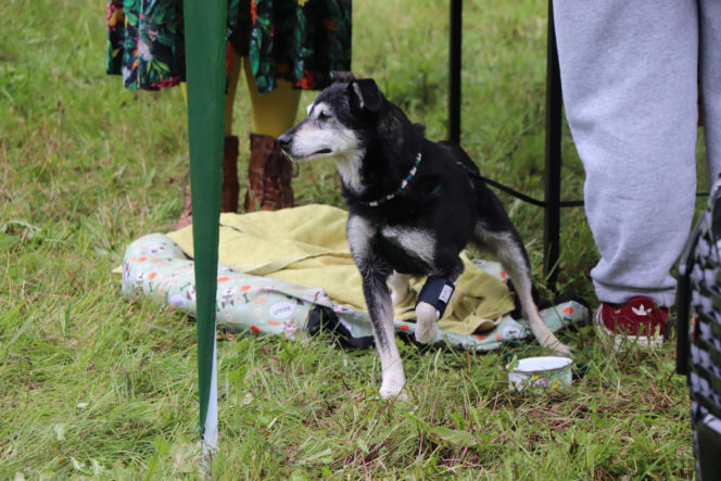 XIII Piknik Przyjaciół Schroniska w Toruniu. Fotorelacja z imprezy