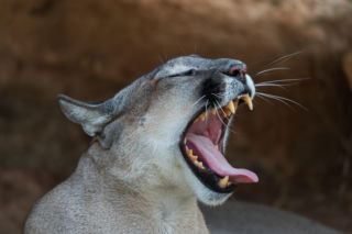 Dzika puma grasuje pod Koszalinem! Władze podniosły alarm