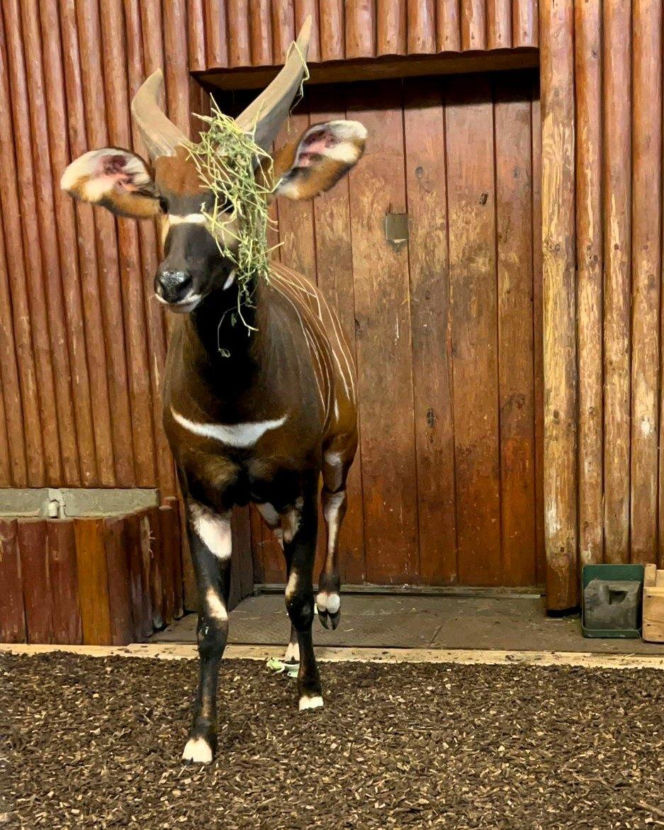 Bongo Matayo nowym lokatorem ZOO w Warszawie