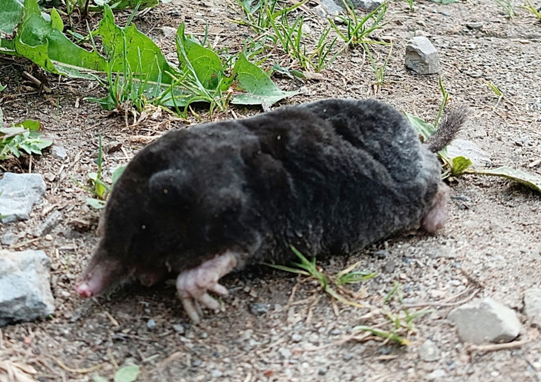 Walczył z kretami, ma poparzoną twarz
