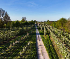 Ultra Duch Jabłoni – nowy ultramaraton kolarski ze startem i metą w Grójcu