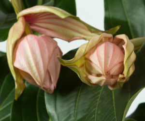 medinilla