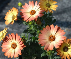 Osteospermum