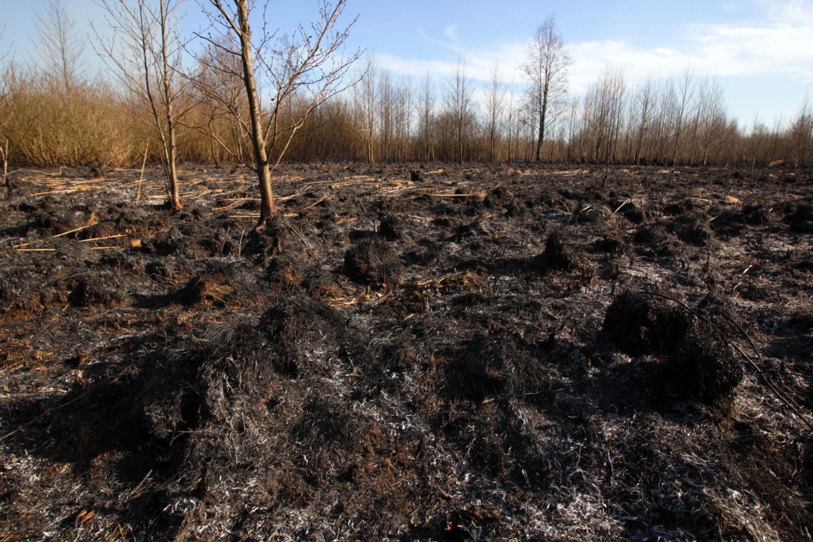 Biebrzański Park Narodowy UGASZONY. Zobacz, jakie zniszczenia spowodował ogień