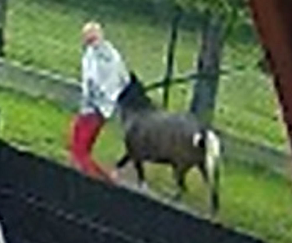 Złodziej w czerwonych spodniach ukradł kucyka
