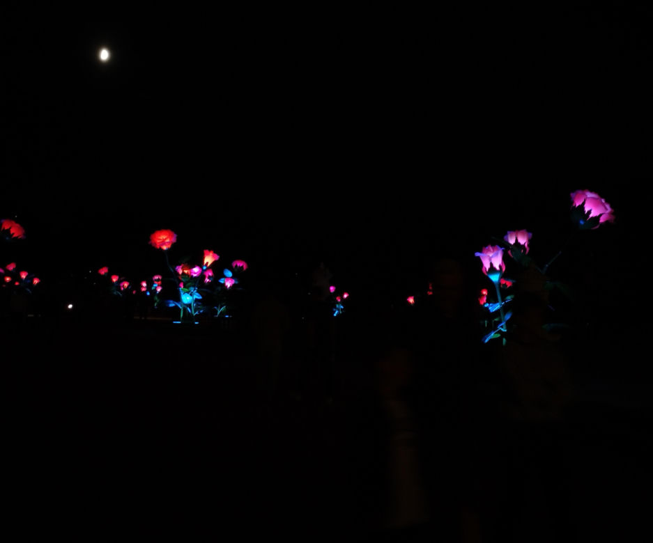 Monumentalne róże w Ogrodach Branickich robią wrażenie. Wieczorne iluminacje cieszą oczy
