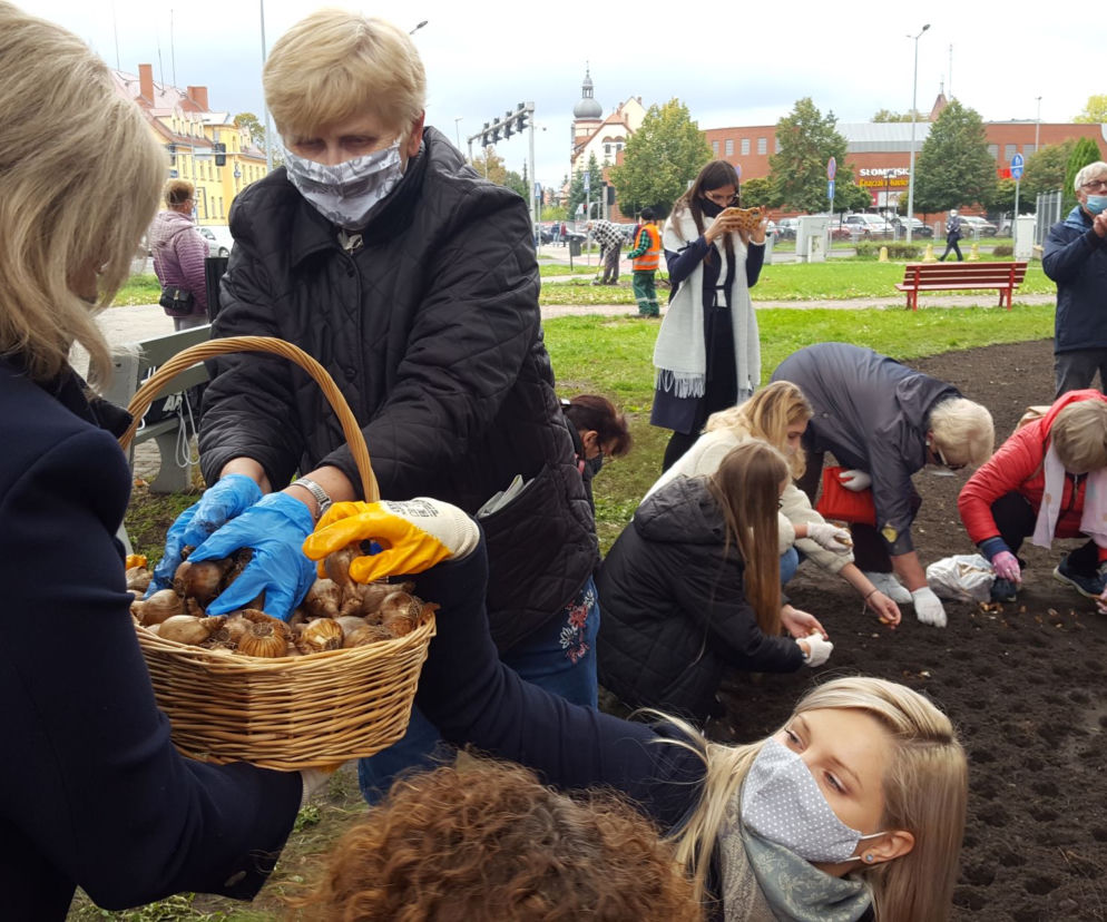 Ponad 2 tysiące żonkili posadzono na Polu Nadziei w Lesznie