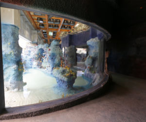 Afrykarium we wrocławskim ZOO - rafa koralowa