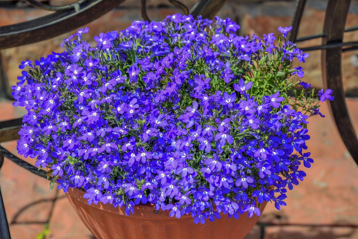 Lobelia przylądkowa