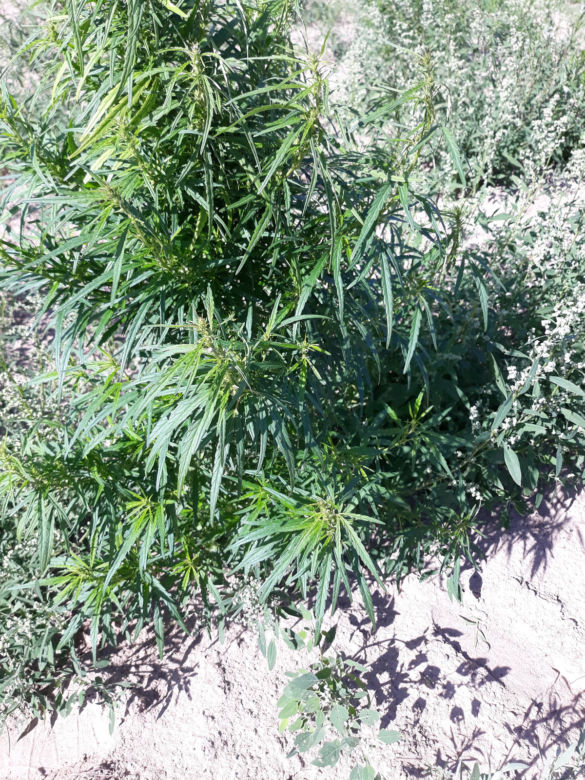 Gigantyczna plantacja marihuany zlikwidowana