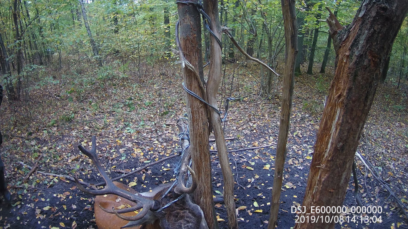 Jeleń padł  z wycieńczenia