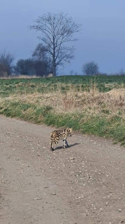 Dziki serwal grasuje pod Krakowem