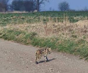 Dziki serwal grasuje pod Krakowem